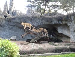 Lions