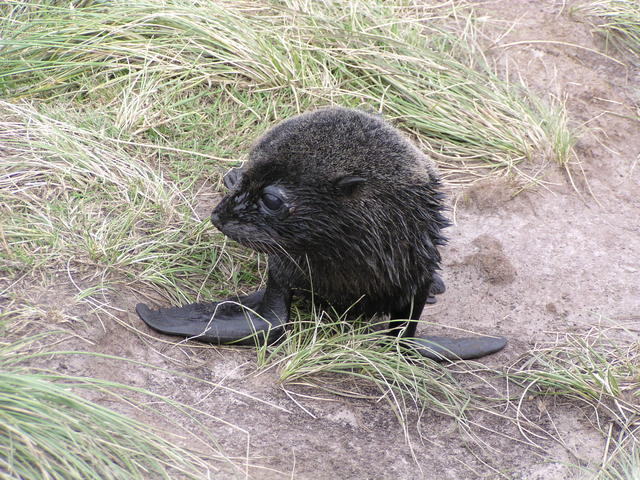 little sea lion - free image