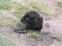 little sea lion