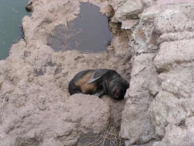 little sea lion - free image