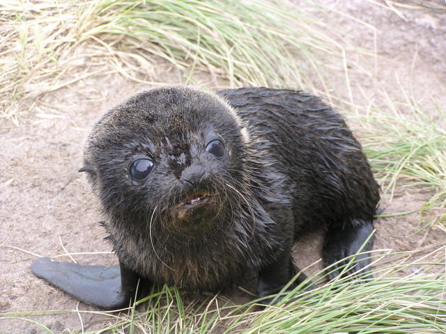 little sea lion - free image