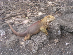 lizard sprawling in the sun