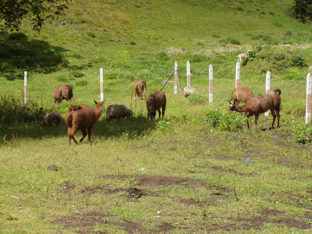 llamas in the grassland - free image