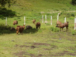 llamas in the grassland