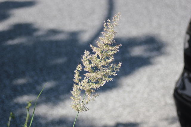 lonely grass flower - free image