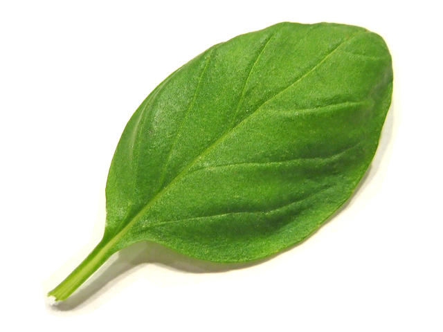 lonely leaf - free image