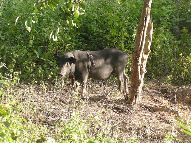 lonely pig - free image