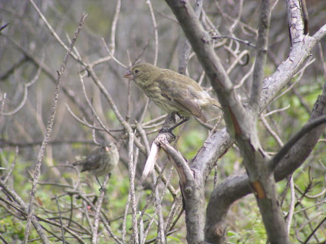 Lonely Sparrows - free image