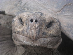 long living tortoise