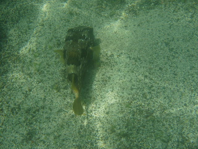 Long-Spine Porcupinefish - free image