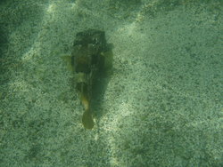 Long-Spine Porcupinefish