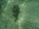 Long-Spine Porcupinefish