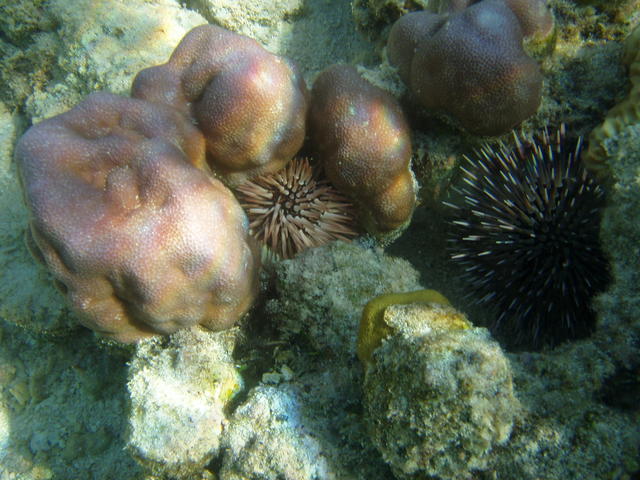 Long-spined sea urchin - free image
