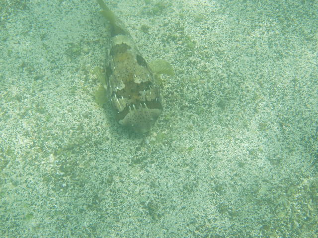 longspined porcupinefish - free image