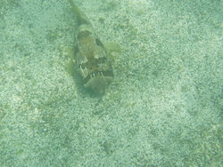 longspined porcupinefish