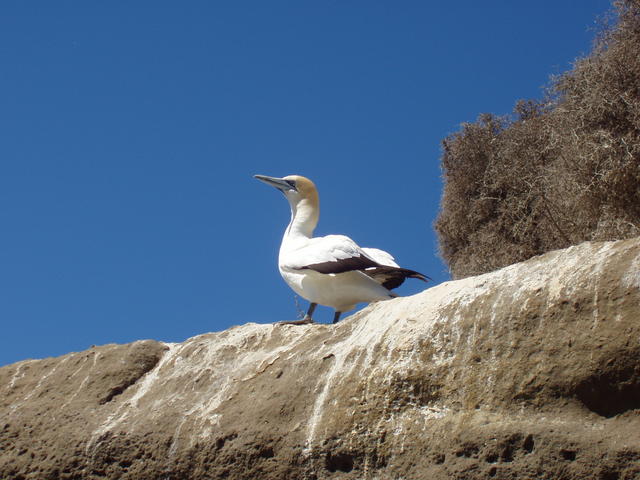 looking in the blue sky - free image