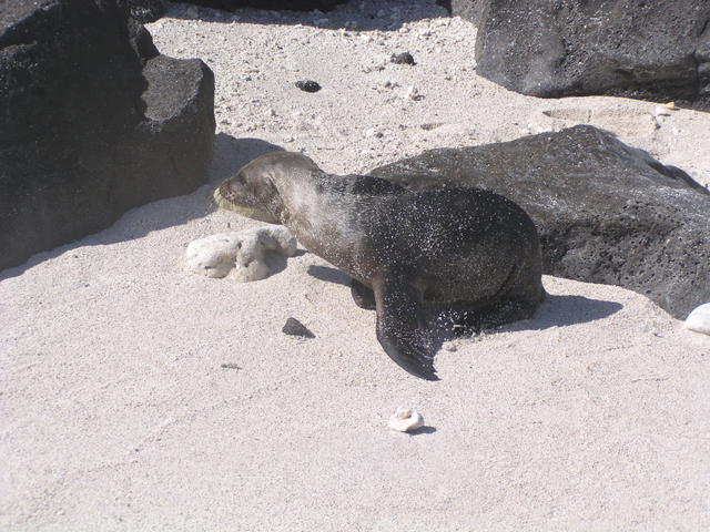 lost baby sealion - free image