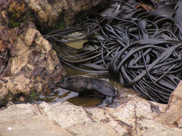 lost Sea lion - free image