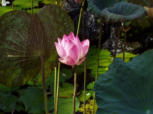 Lotus - free image