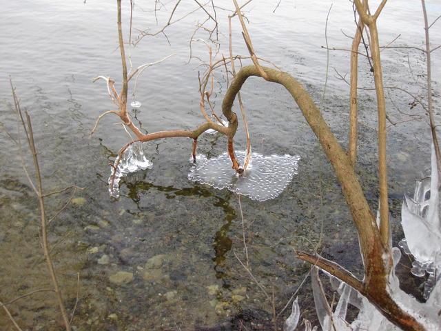 low-hanging branches - free image