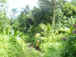 lush green way