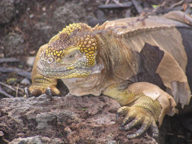 mad tiger iguana - free image