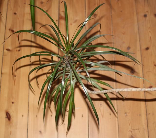 Madagascar dragon tree - free image