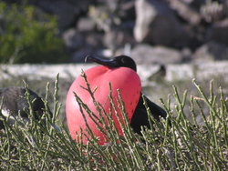 Magnificent Frigate Bird