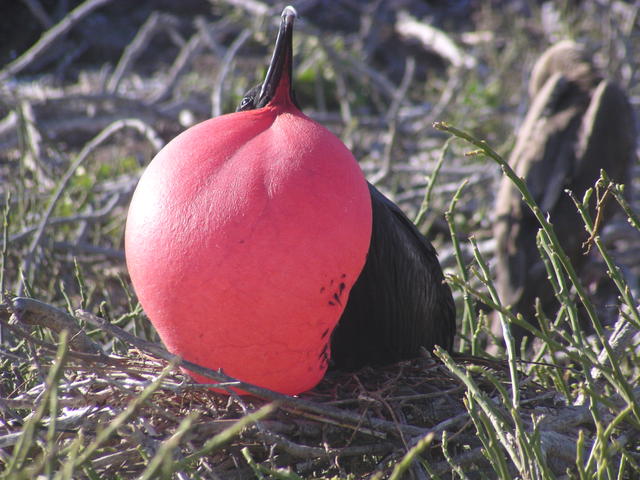 Magnificent Frigate Bird - free image