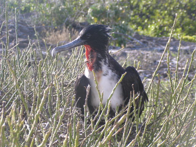 Magnificent Frigate Bird - free image