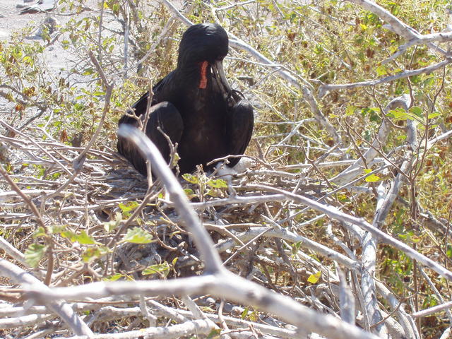 Magnificent Frigate bird - free image