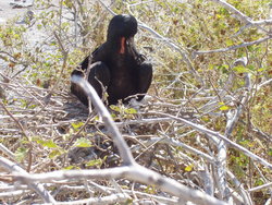 Magnificent Frigate bird