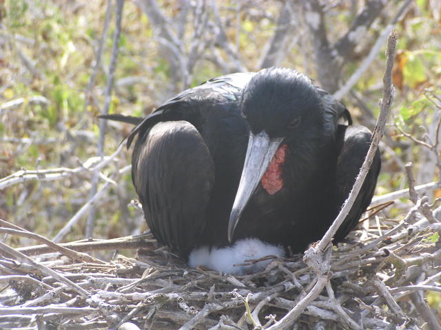 magnificent frigate bird - free image