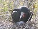 magnificent frigate bird