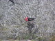 Magnificent frigate bird