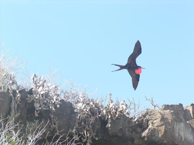 Magnificent frigate bird flying - free image
