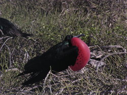 Magnificent Frigatebird