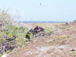 Magnificent Frigatebirds