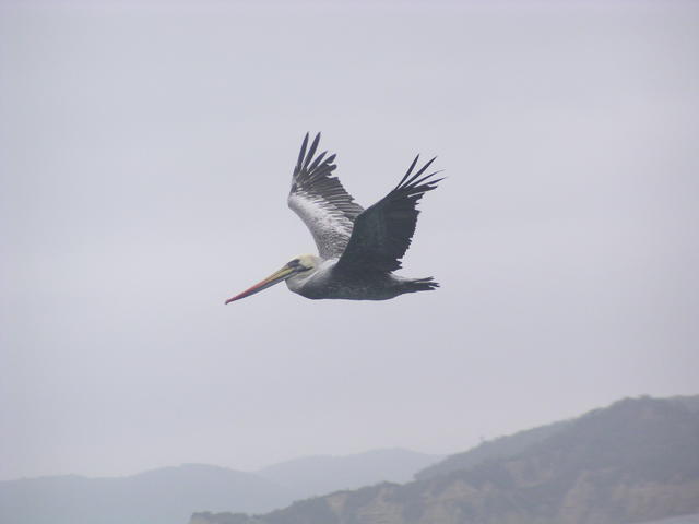 magnificient pelican - free image