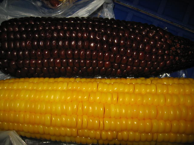 Maize - free image