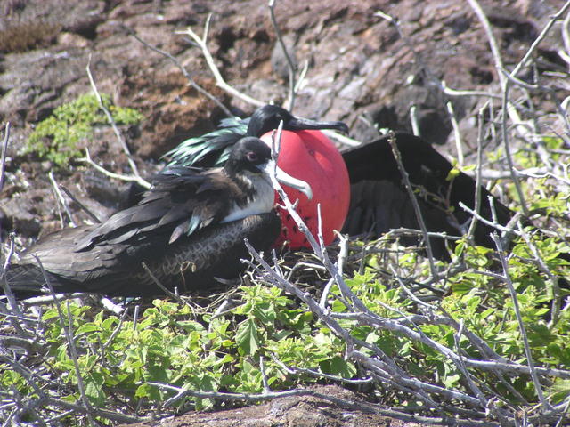 male and female frigatebird - free image