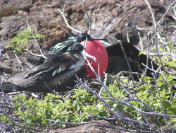 male and female frigatebird