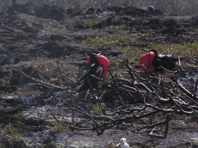 male frigatebirds - free image