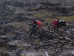 male frigatebirds