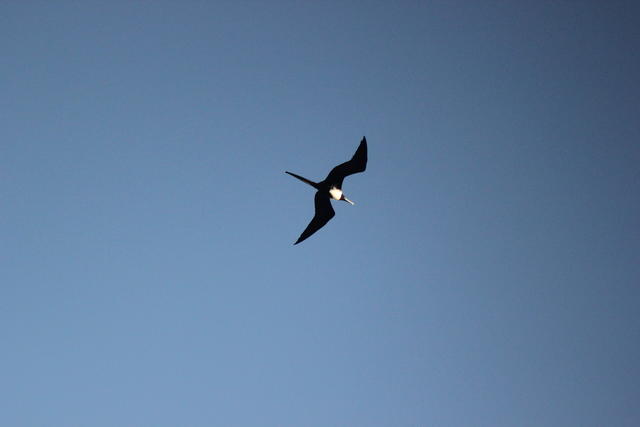 man-of-war bird - free image