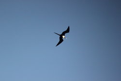 man-of-war bird