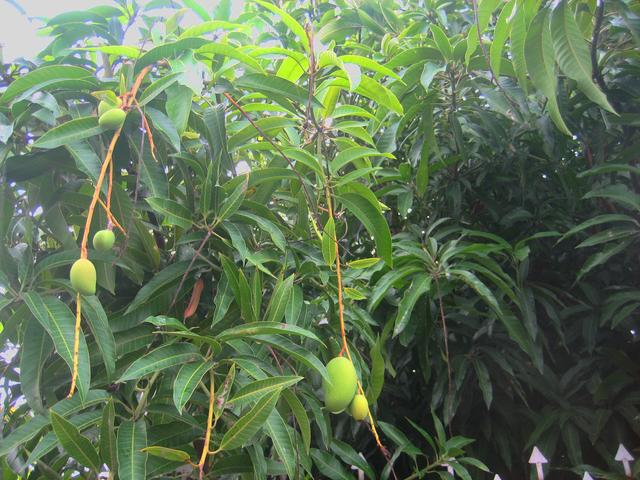 mangoes on tree - free image