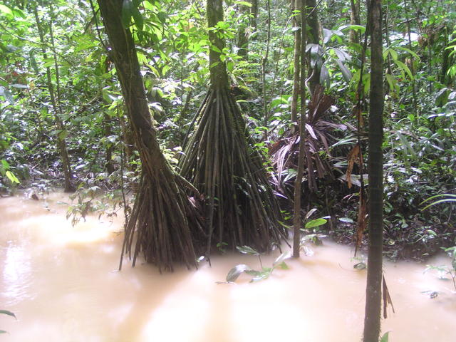 mangrove jungle - free image