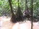 mangrove jungle