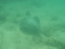 Manta Ray